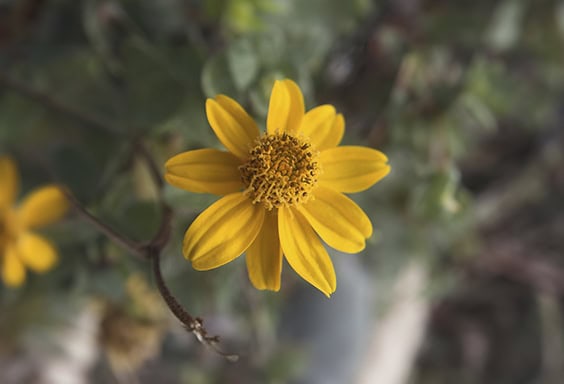 Chilcuague Flower