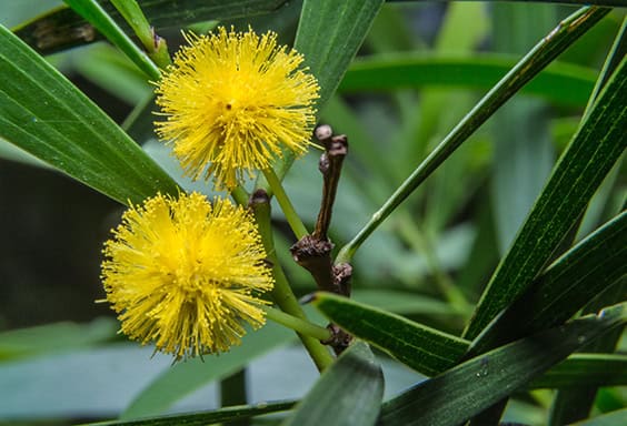 Acacia Flower